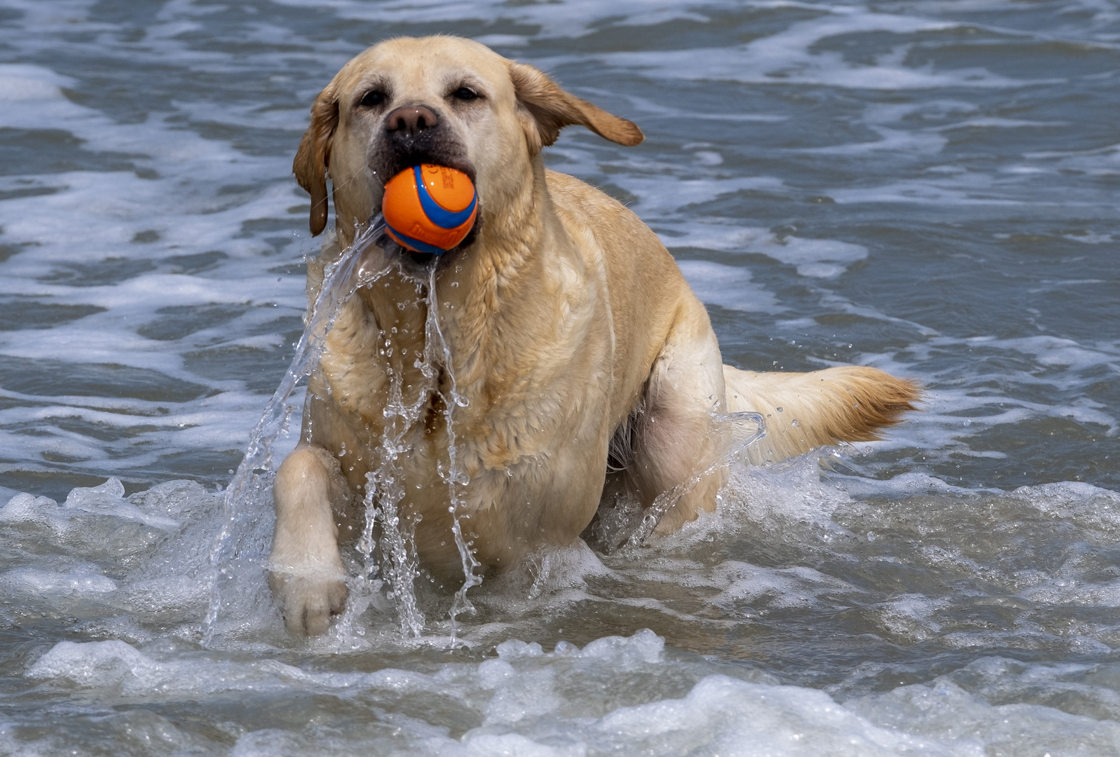 Wasserball