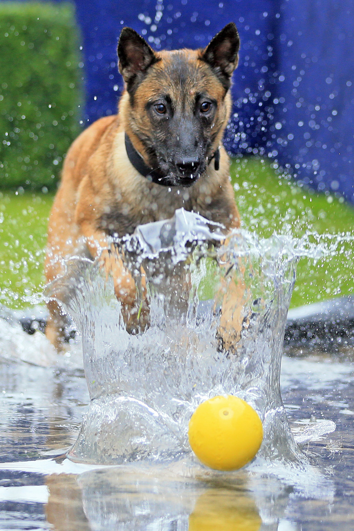 Wasserball