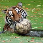 Wasserball