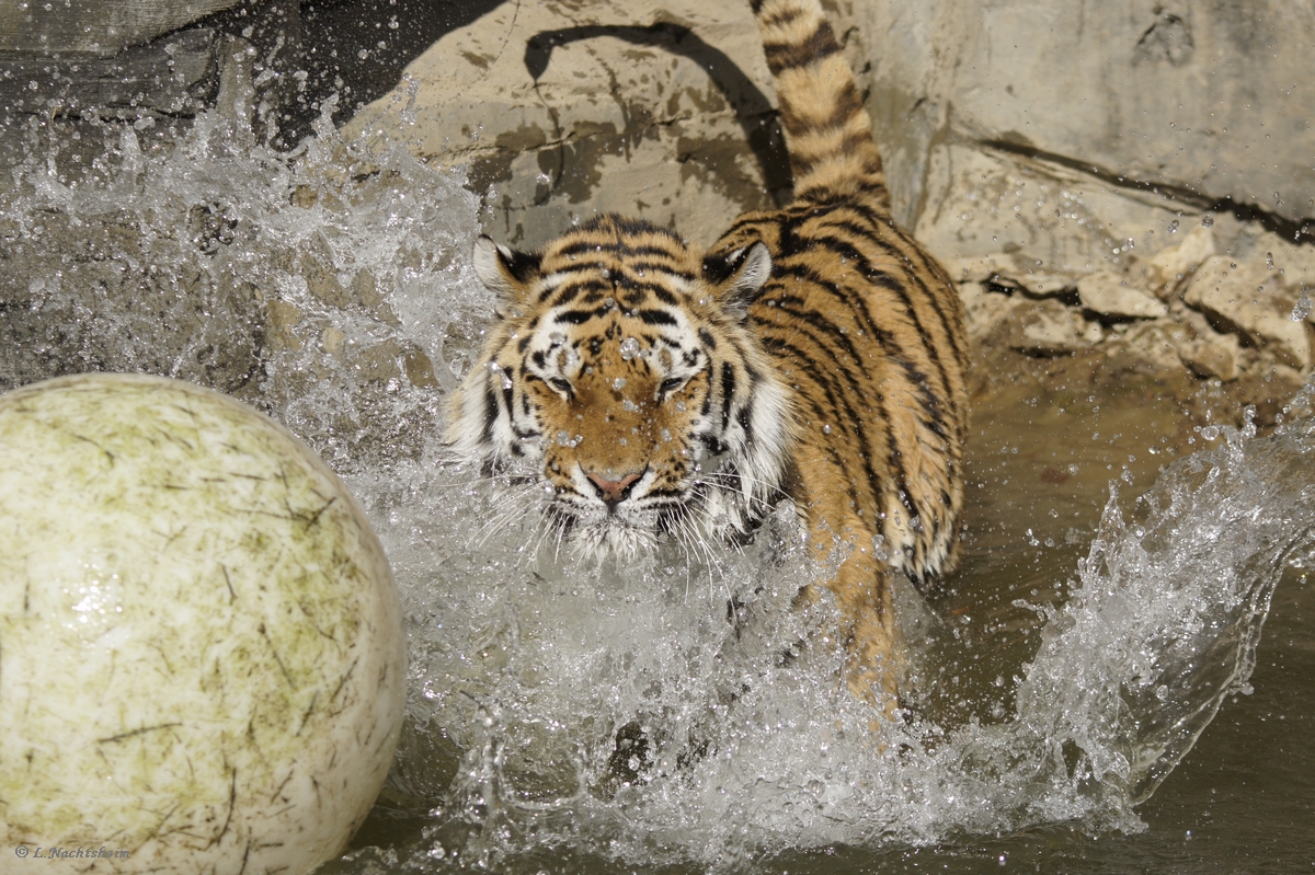 Wasserball die 4te