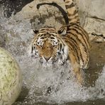 Wasserball die 4te