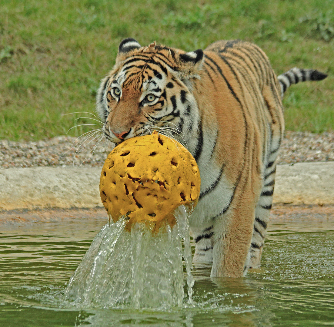 Wasserball