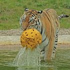 Wasserball