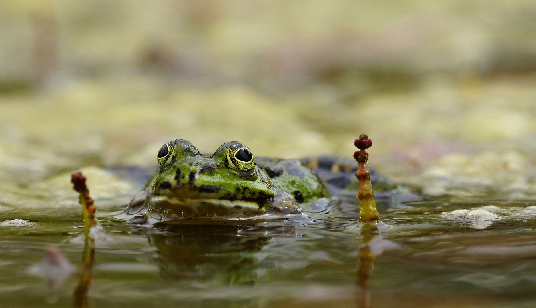 "Wasserball?"