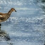 *WASSERBALL - sind da auch Teichhühner erlaubt?