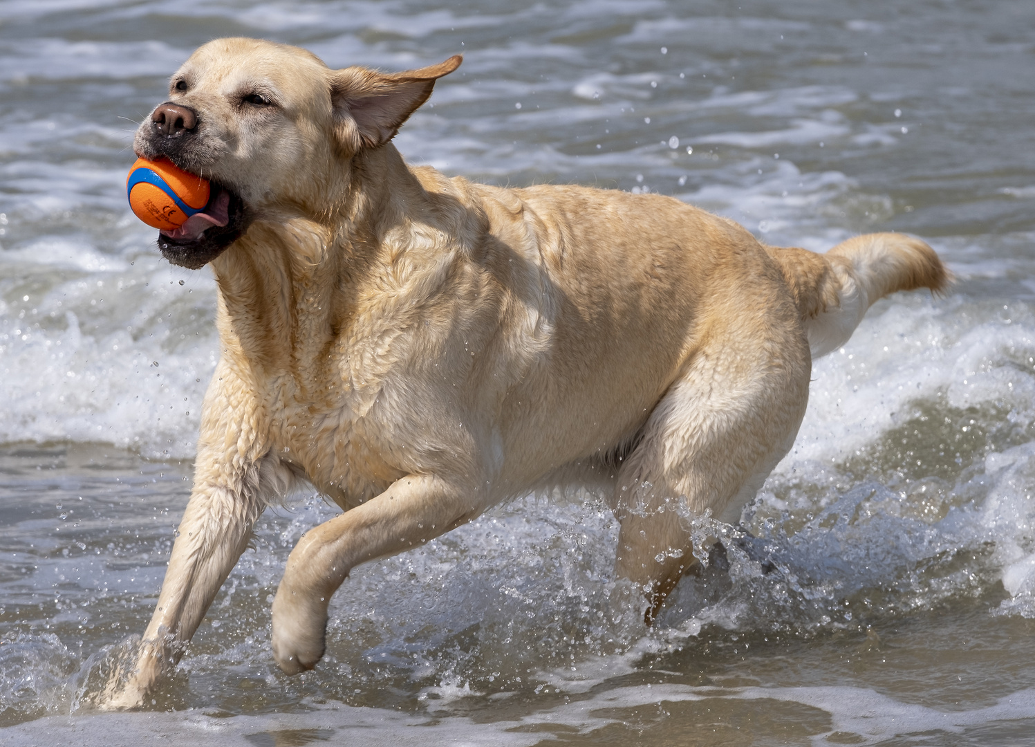 Wasserball - Spiele