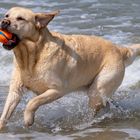 Wasserball - Spiele