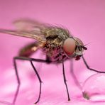 Wasserball und Fliege