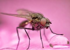 Wasserball und Fliege