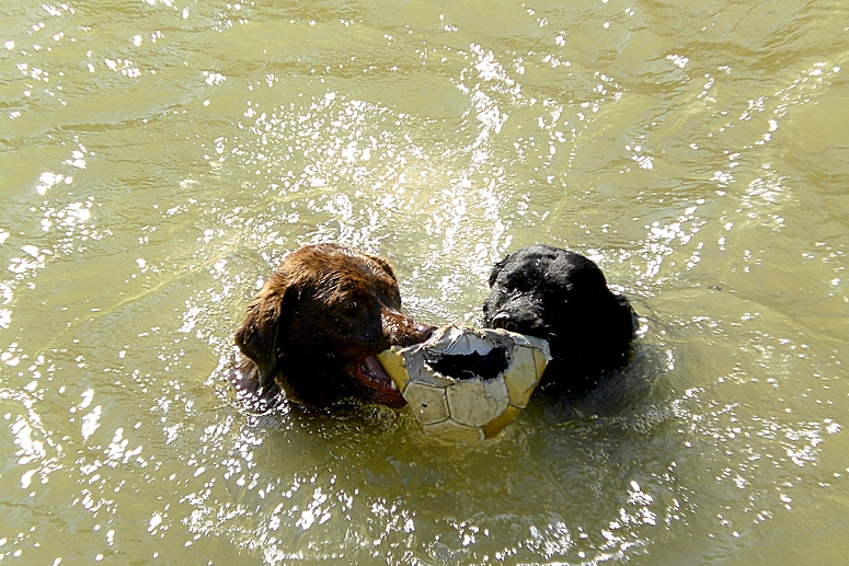 Wasserball, zwei sind nicht zu bremsen !