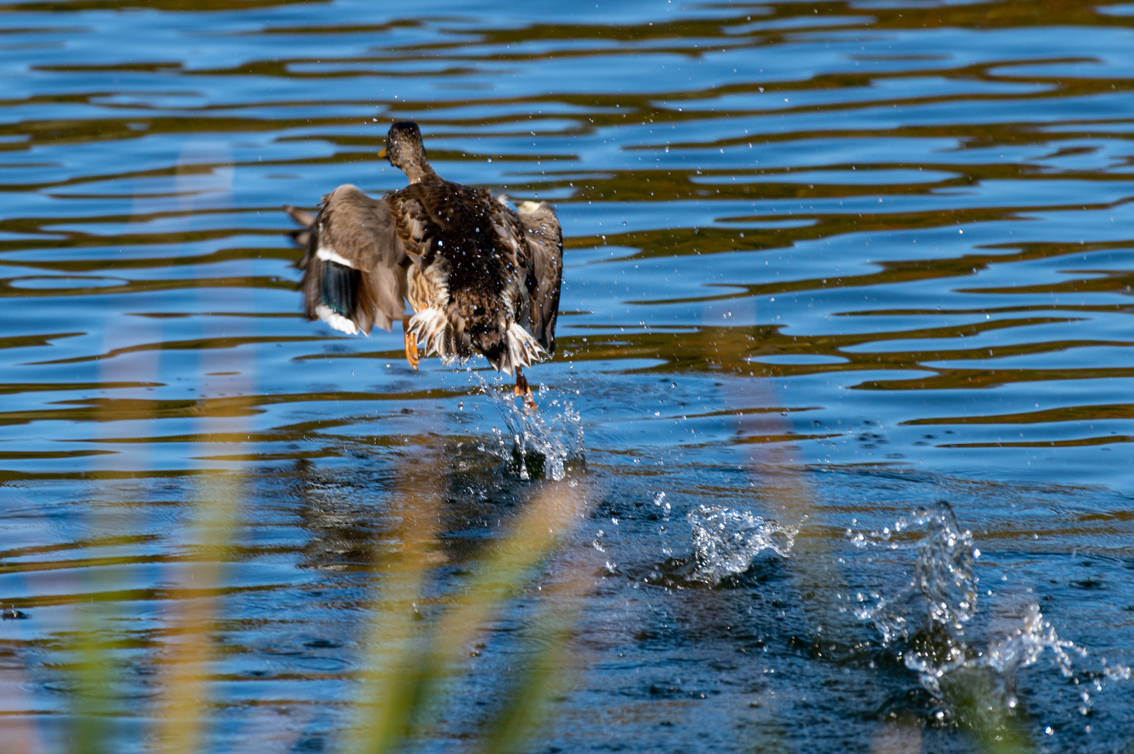 Wasserballet