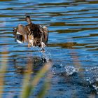 Wasserballet