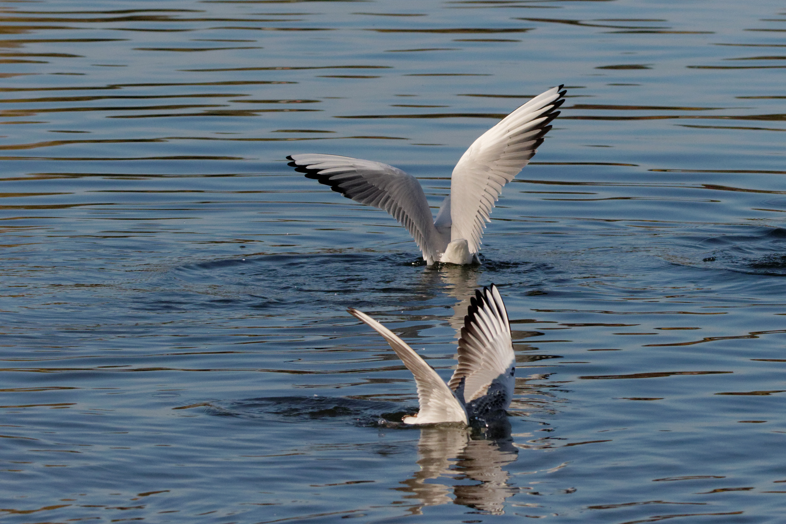 Wasserballet