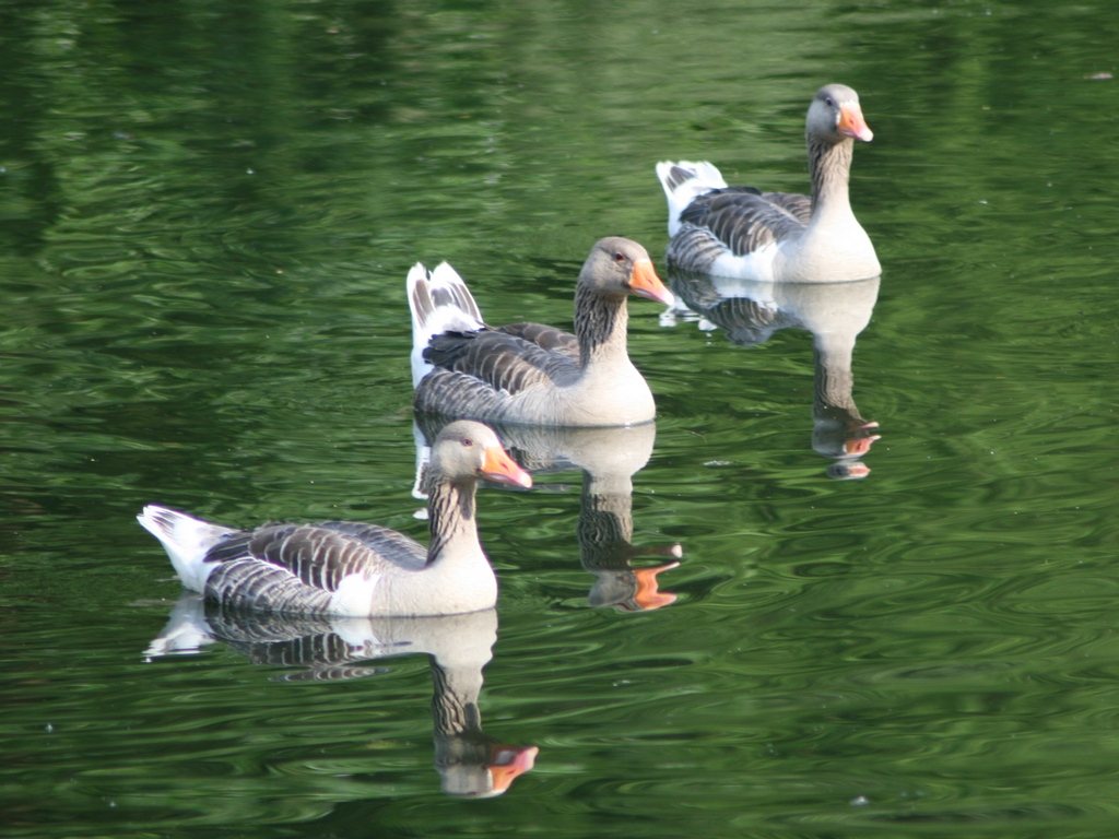 Wasserballet