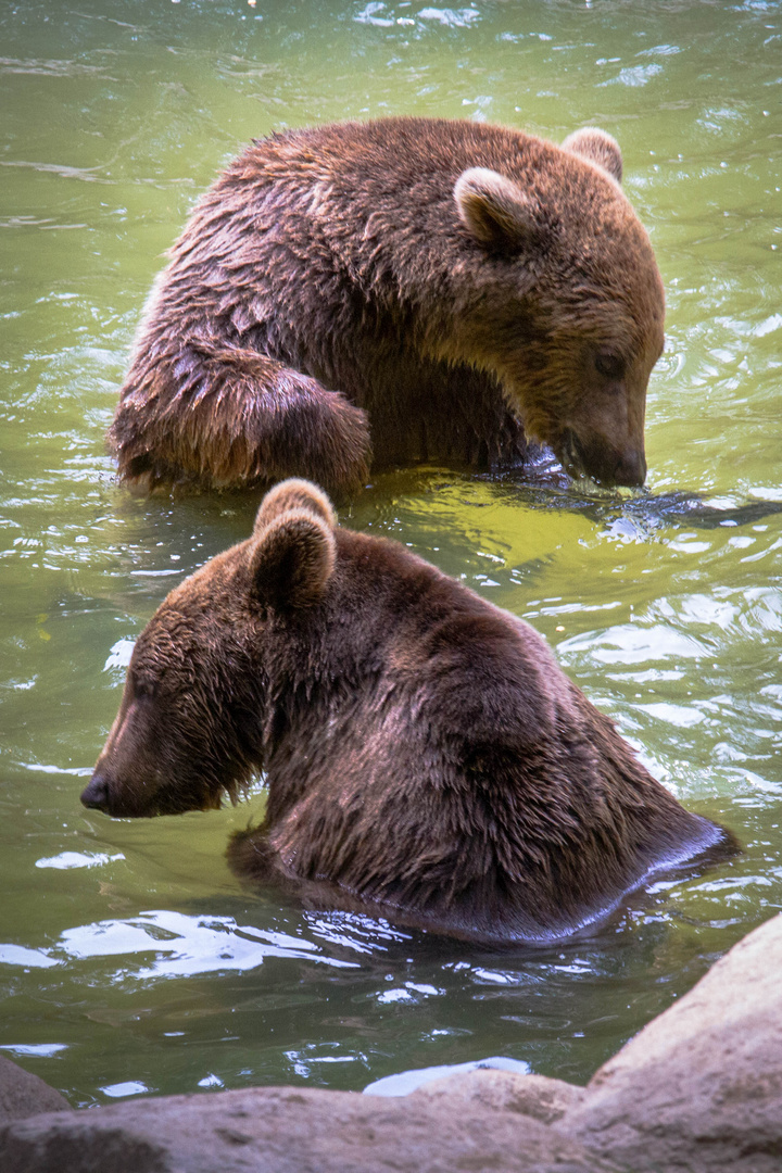 Wasserballet