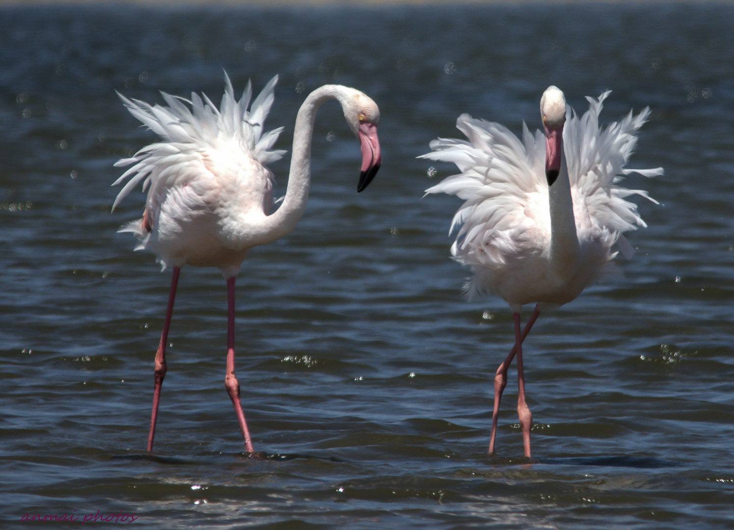 Wasserballet.