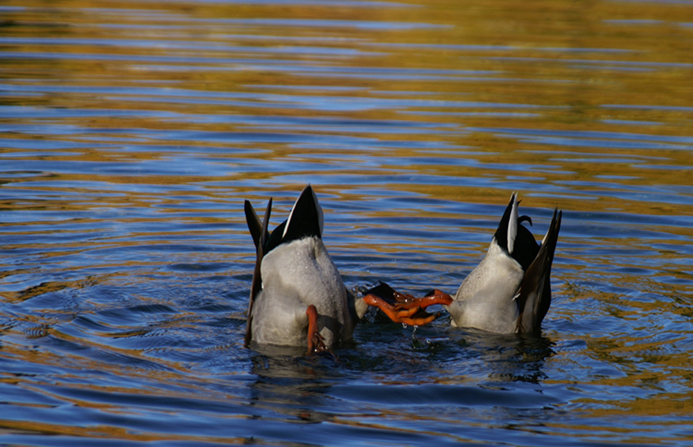 Wasserballet im Duett