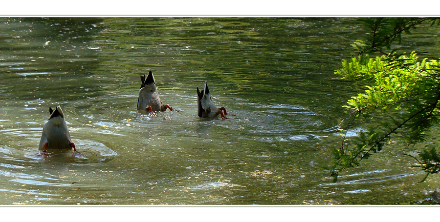 Wasserballett