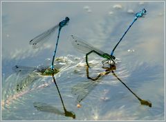 Wasserballett....