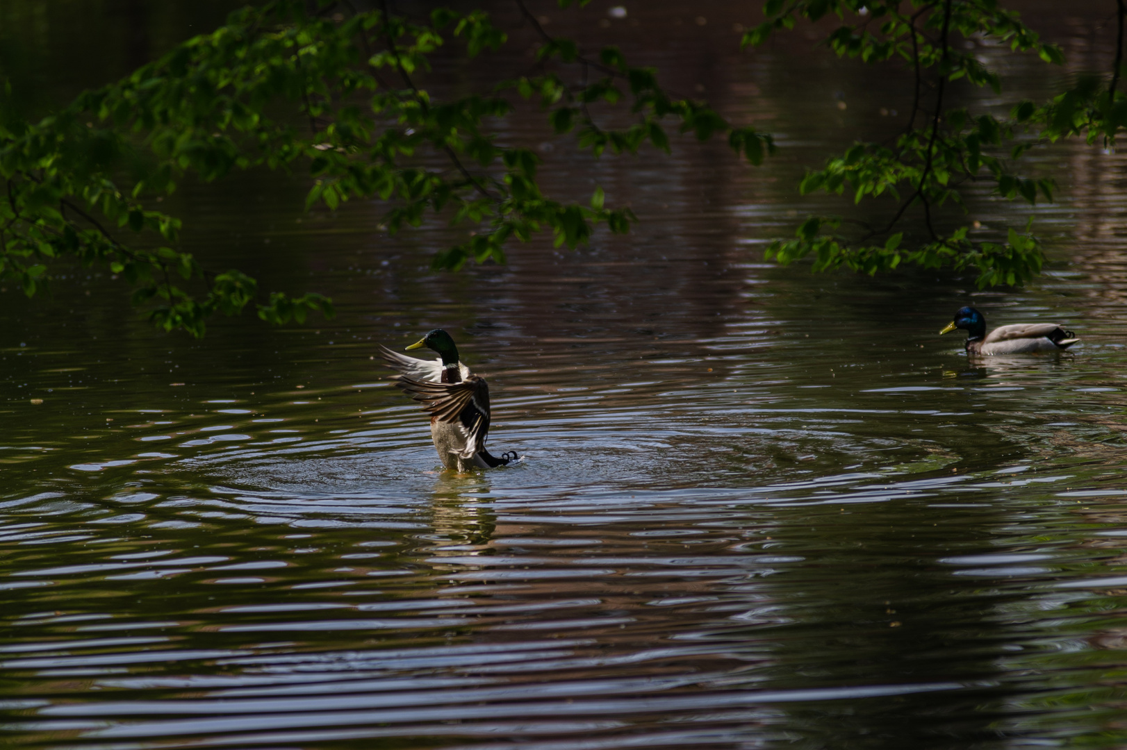 ...Wasserballett  ...