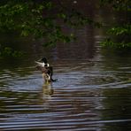 ...Wasserballett  ...