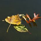 Wasserballett...