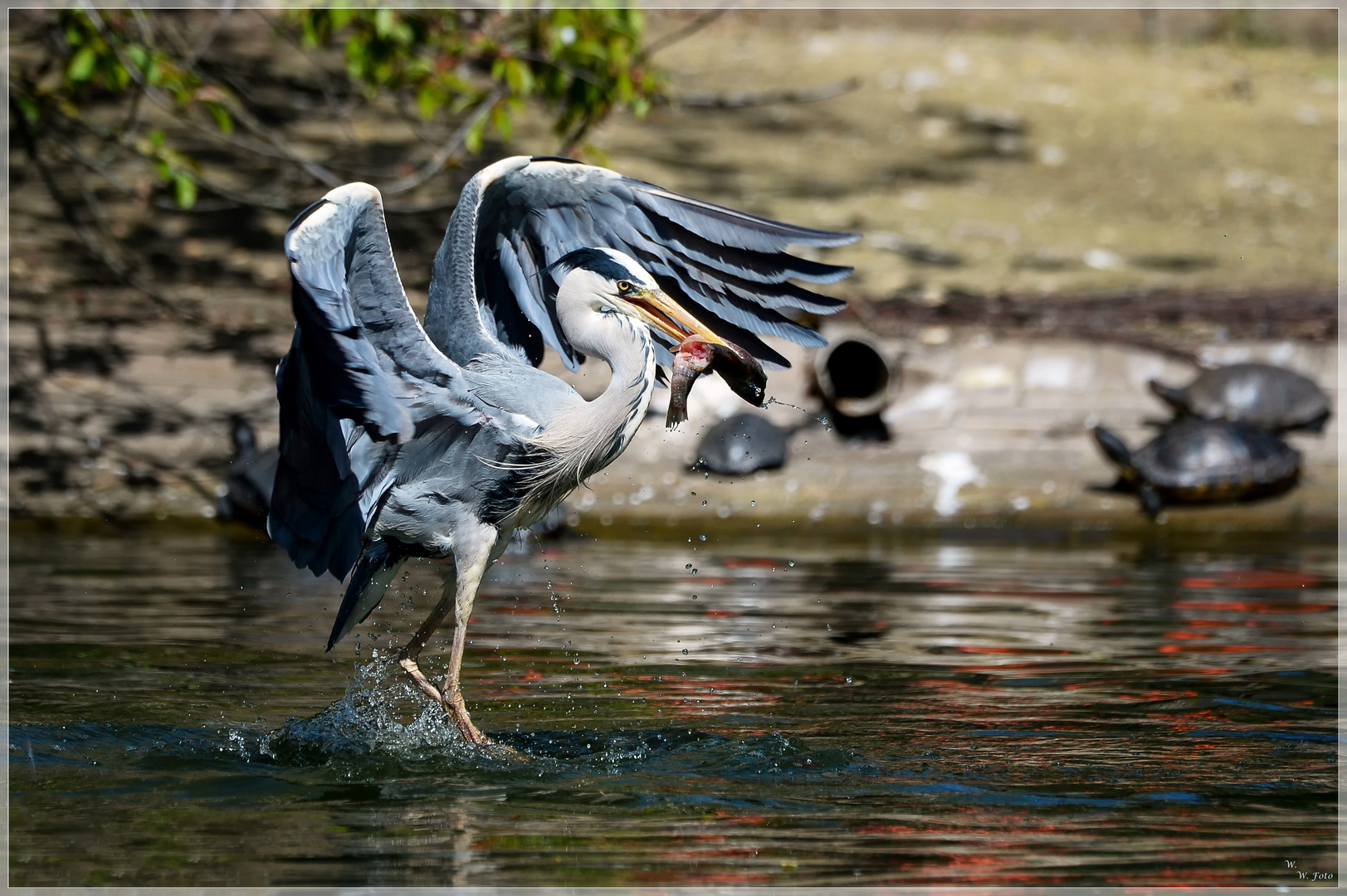 Wasserballett