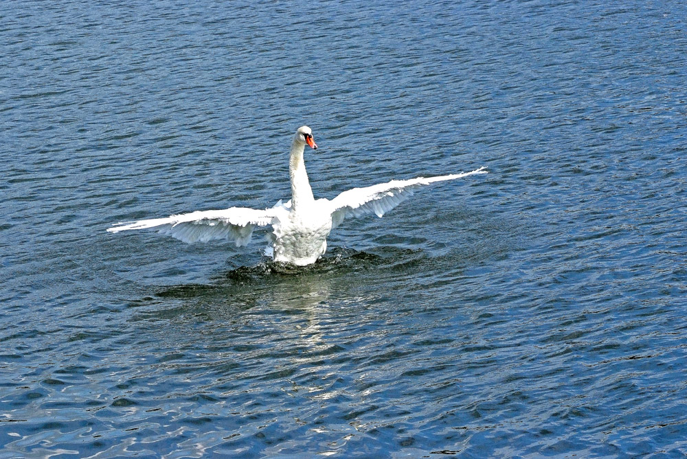 Wasserballett