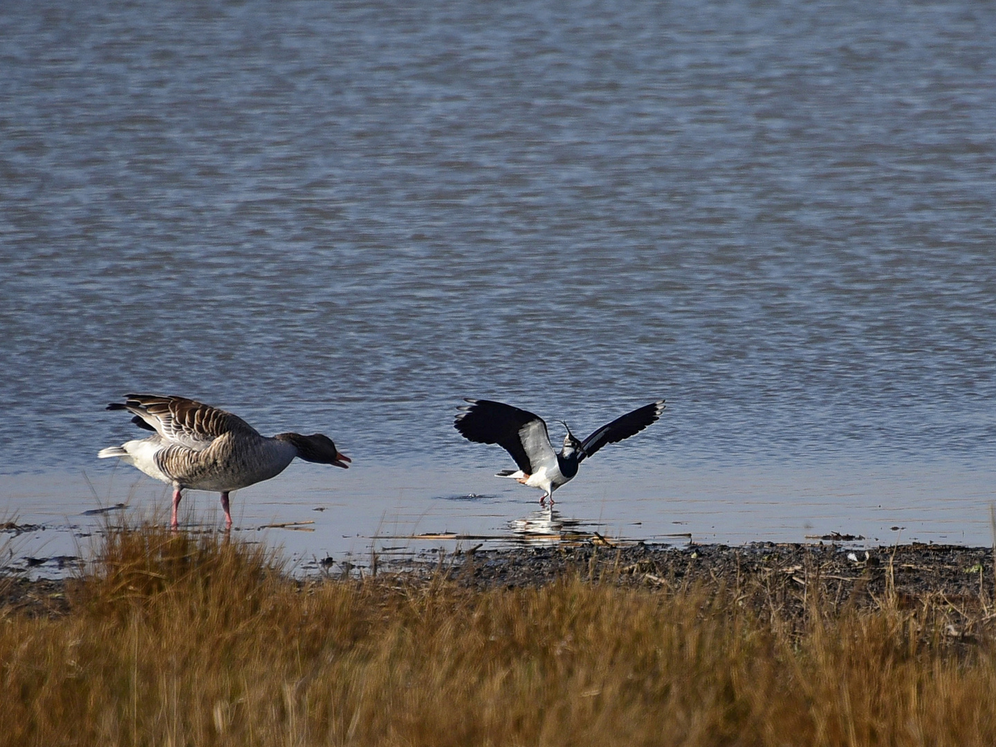 Wasserballett