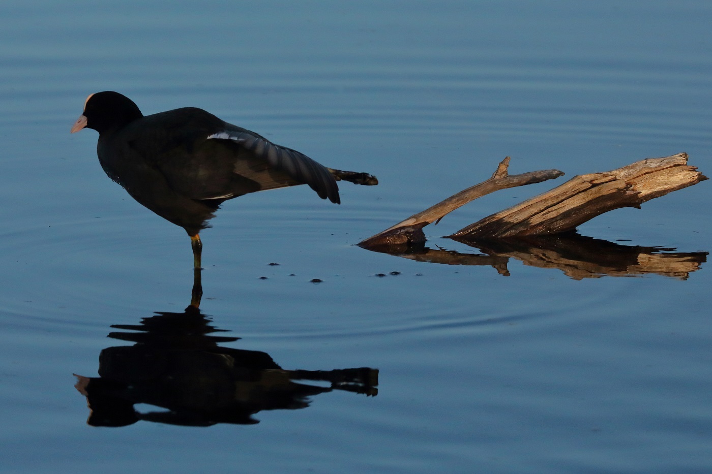 Wasserballett