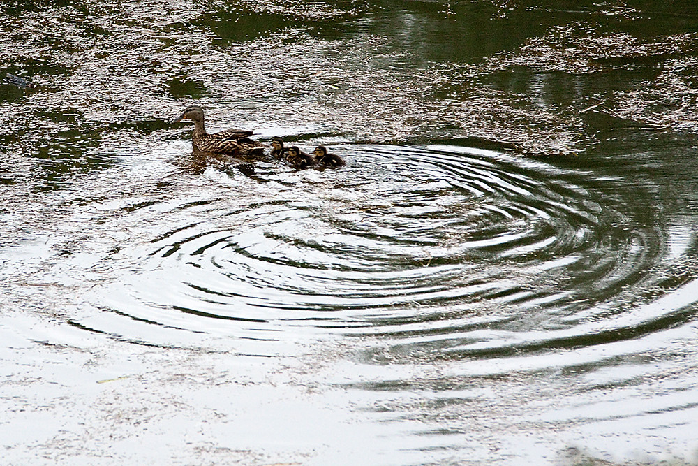 Wasserballett