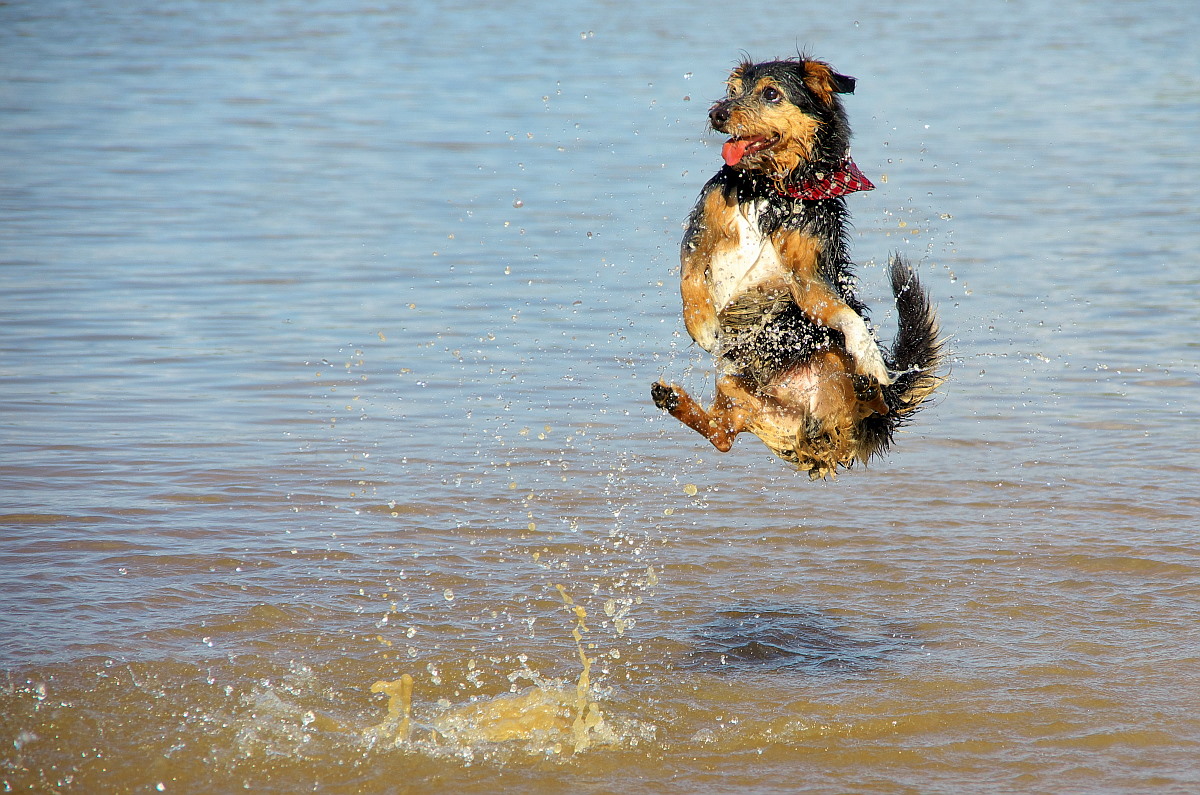 Wasserballett