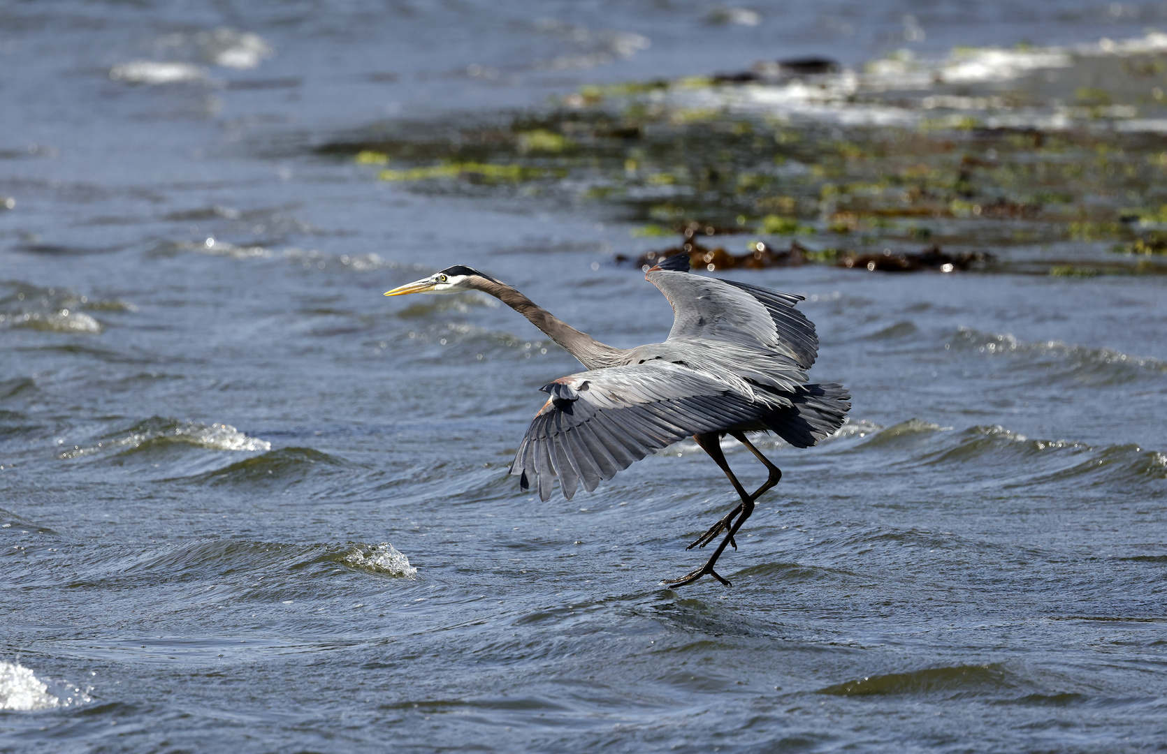 Wasserballett