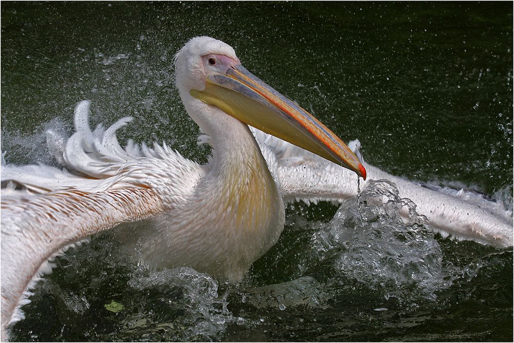 Wasserballett