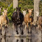 Wasserballett