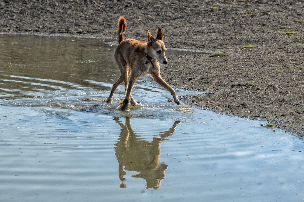 Wasserballett