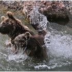 Wasserballett der Bären...