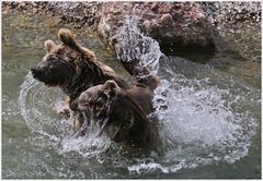 Wasserballett der Bären...