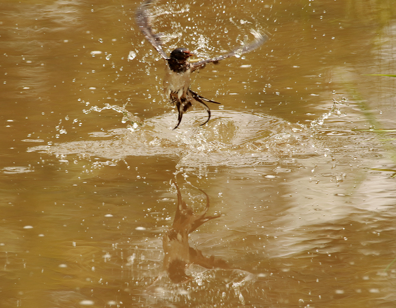 Wasserballett der Rauchschwalbe