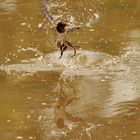 Wasserballett der Rauchschwalbe