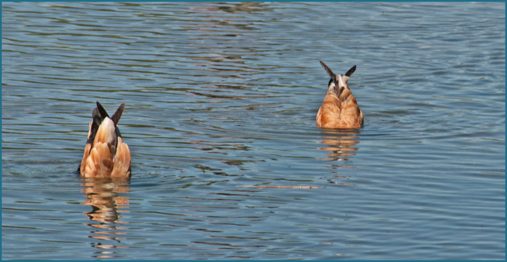 Wasserballett