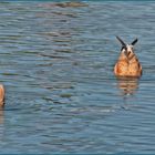 Wasserballett