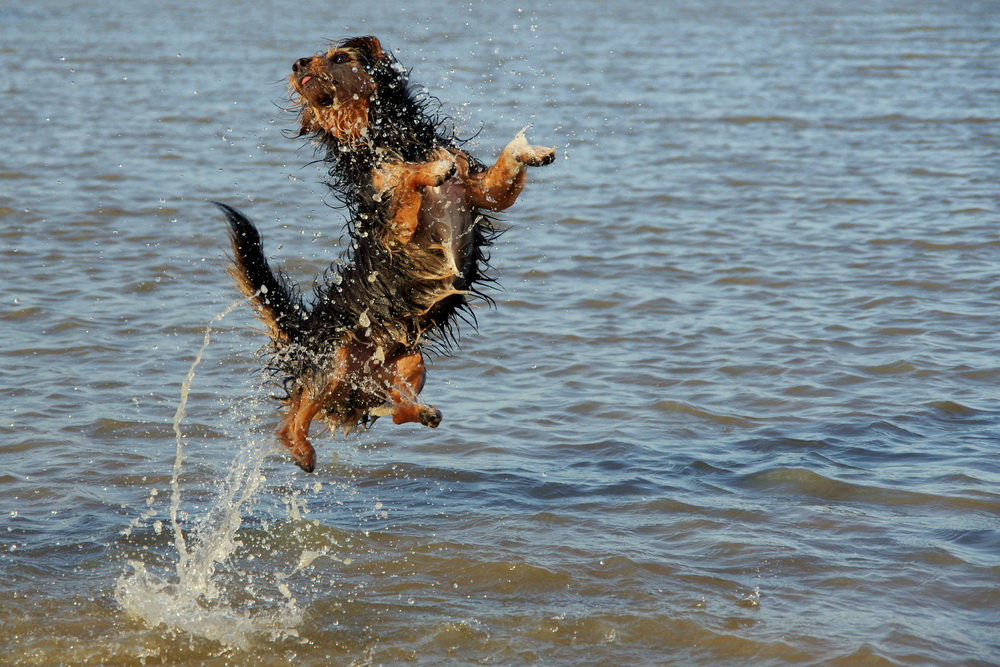 Wasserballett