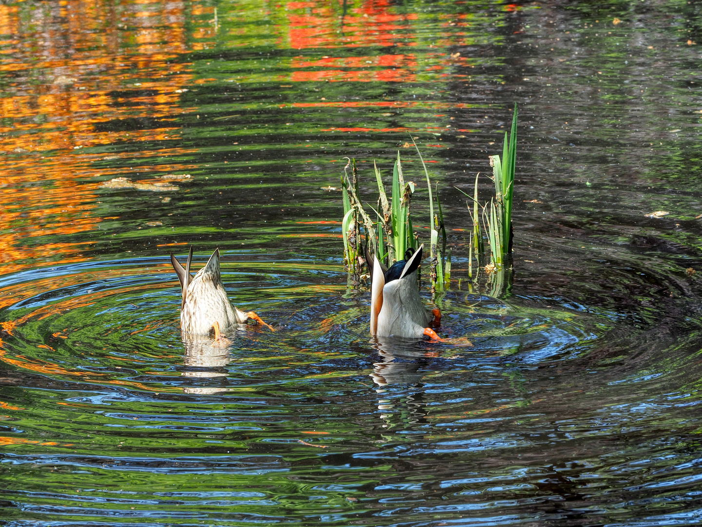 Wasserballett