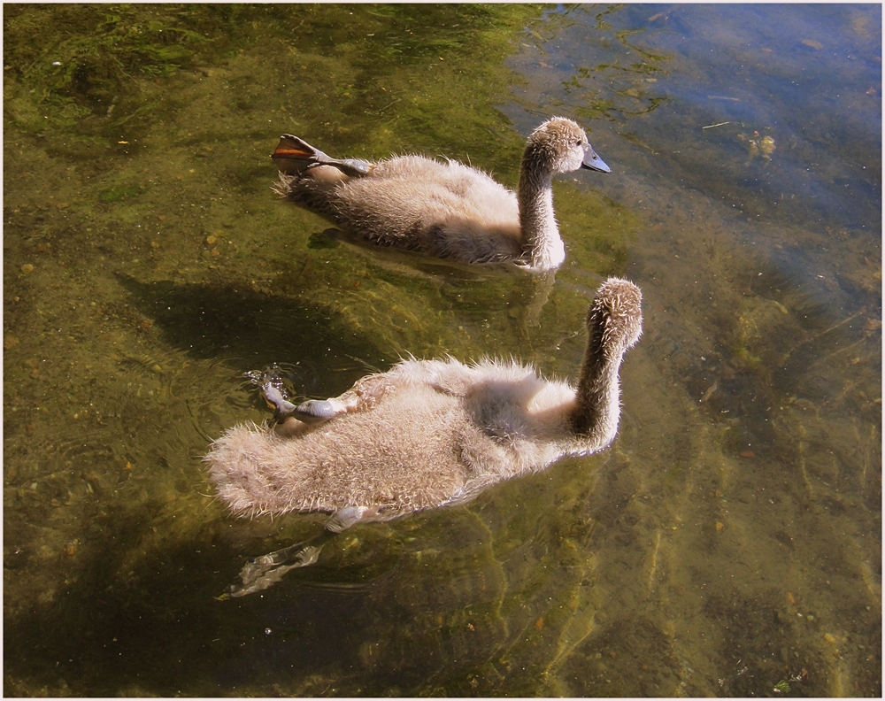 WasserBallett