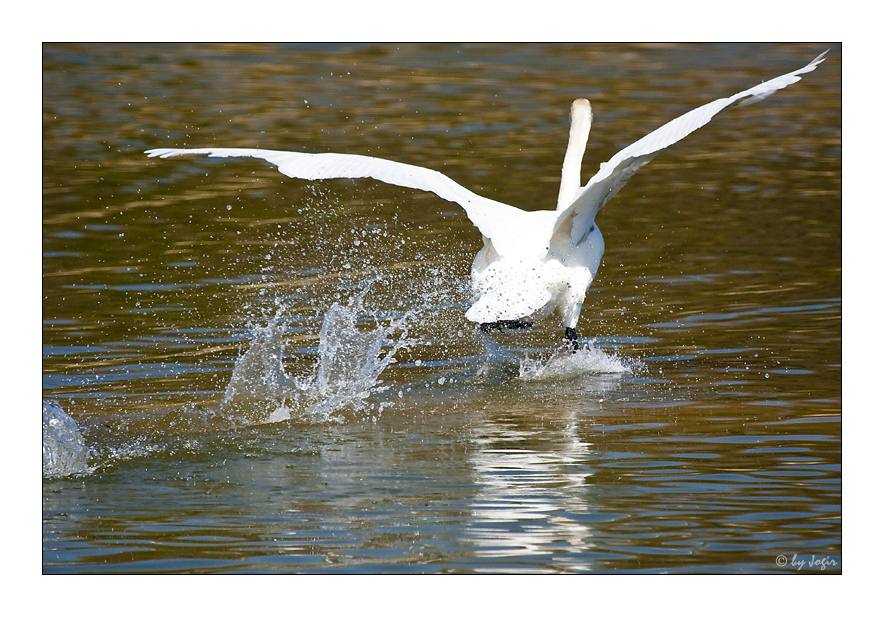 Wasserballett I