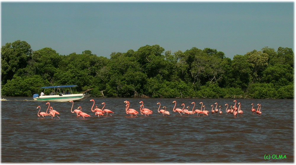 Wasserballett in Pink