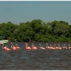 Wasserballett in Pink