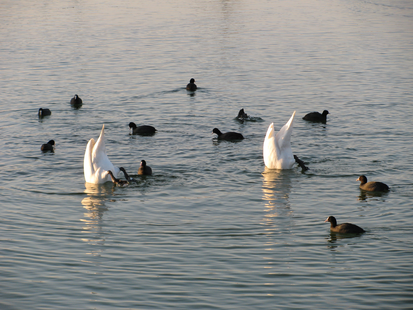 Wasserballett zweier Schwäne