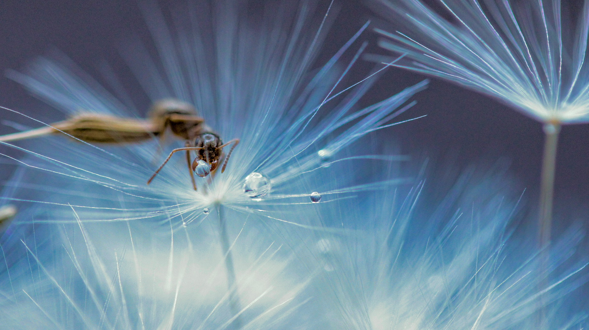 Wasserballspiele in der Pusteblume...